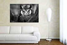 Obraz na stenu Sova zs4022