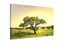 Obraz na stenu Strom zs5448