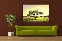 Obraz na stenu Strom zs5448