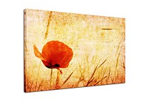 Obraz na stenu Červený kvet zs6247