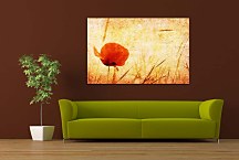 Obraz na stenu Červený kvet zs6247