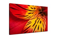 Obraz s Kvetom zs4293