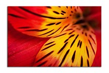 Obraz s Kvetom zs4293