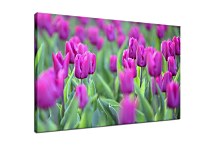 Obraz s Tulipánmi zs4238