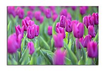 Obraz s Tulipánmi zs4238