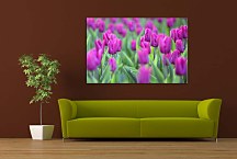 Obraz s Tulipánmi zs4238