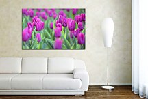 Obraz s Tulipánmi zs4238