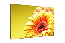 Obraz s gerberou zs5240