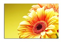 Obraz s gerberou zs5240