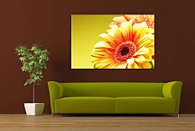 Obraz s gerberou zs5240