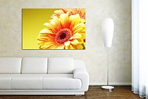 Obraz s gerberou zs5240