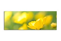 Obraz s kvetmi Panoráma zs91