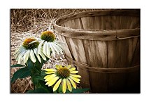 Obraz s kvetmi zs6068