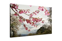 Obraz s kvetom Magnólia zs4327