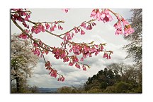 Obraz s kvetom Magnólia zs4327