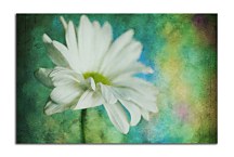 Obraz s kvetom zs6184