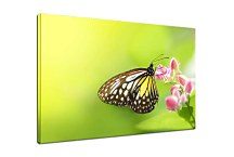 Obraz s motýľom zs5137