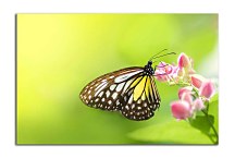 Obraz s motýľom zs5137