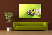 Obraz s motýľom zs5137