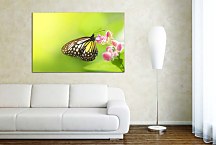 Obraz s motýľom zs5137