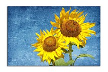 Obraz so Slnečnicou zs6937