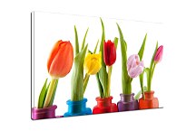 Obrazy KVETY - Tulipány zs6338