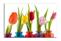 Obrazy KVETY - Tulipány zs6338