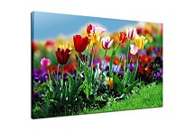 Obrazy Kvety - Tulipány zs6420