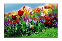Obrazy Kvety - Tulipány zs6420