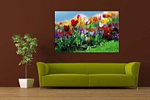 Obrazy Kvety - Tulipány zs6420