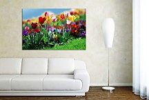 Obrazy Kvety - Tulipány zs6420