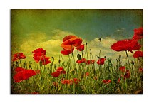 Obrazy Kvety Maky zs6374