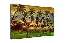 Obrazy Palmy zs5298