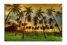 Obrazy Palmy zs5298