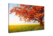 Obrazy Príroda Jeseň zs24411
