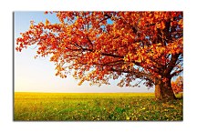 Obrazy Príroda Jeseň zs24411