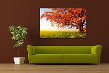 Obrazy Príroda Jeseň zs24411