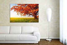 Obrazy Príroda Jeseň zs24411