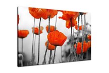 Obrazy do obývačky Divé Maky zs2015