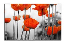 Obrazy do obývačky Divé Maky zs2015