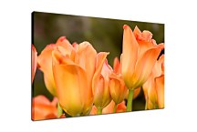 Obrazy kvety - Tulipány zs5418