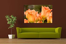 Obrazy kvety - Tulipány zs5418