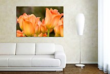 Obrazy kvety - Tulipány zs5418