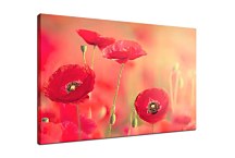 Obraz Divé Maky zs4312
