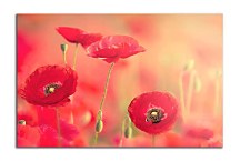 Obraz Divé Maky zs4312