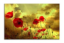 Obrazy Vlčie Maky zs6200