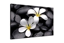 Obrazy Kvety zs5994