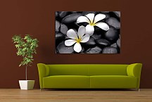 Obrazy Kvety zs5994