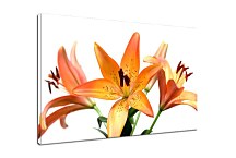 Obraz Ľalia  zs6224