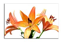 Obraz Ľalia  zs6224